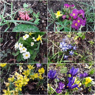 Frühling.jpg