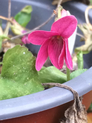 Viola Frühlingsglück a.jpg