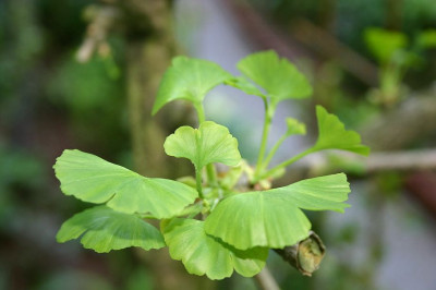Ginkgo_biloba_Pendula.jpg