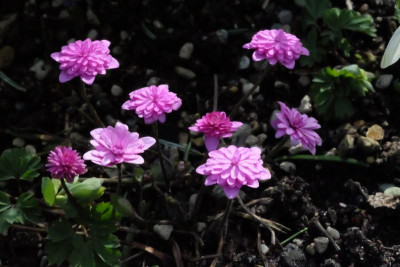 DSCF7690.JPG