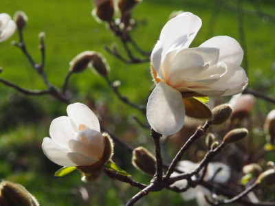 Magnolia x loebneri Merrill P3180102.JPG