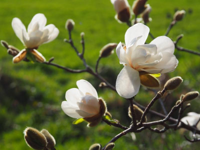 Magnolia x loebneri Merrill P3180104.JPG