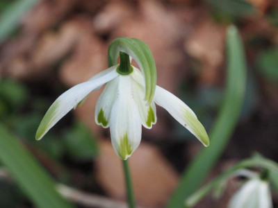 Galanthus nivalis Doncaster Double Charmer P3180097.JPG