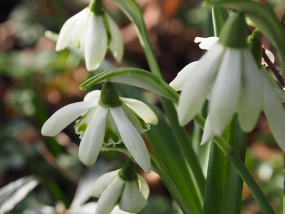 Galanthus plicatus 'Hill Poë' P3180101.JPG