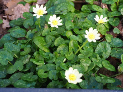 Ranunculus ficaria primelgelb P3180105.JPG