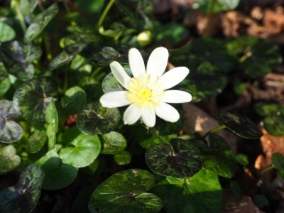 Ranunculus ficaria Hussey P3180106.JPG