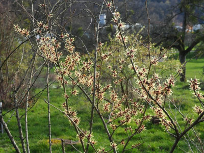 Hamamelis Stawberries and Cream P3180115.JPG