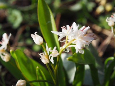 Scilla bifolia rosa Antheren P3180118.JPG
