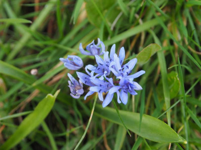 Scilla bifolia P3180120.JPG