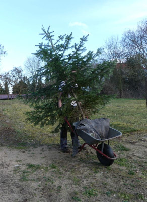 2023-03-18 Abies nordmaniana 1.jpg