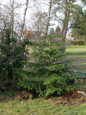2023-03-18 Abies nordmaniana 2.jpg