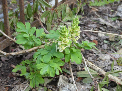2023-03-18 Corydalis marshalliana 1.jpg