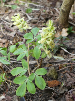2023-03-18 Corydalis marshalliana 2.jpg