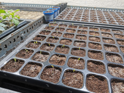 Tomaten 20230319.jpeg