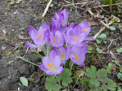 Elfenkrokus 3.JPG