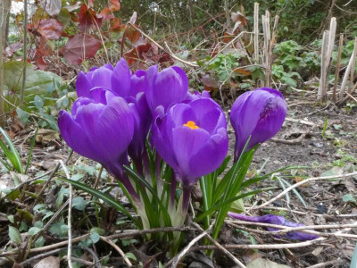 Gartenkrokus Version 1 (1).JPG