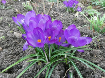Gartenkrokus Version 2.JPG