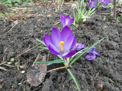 Gartenkrokus Version 2 (2).JPG