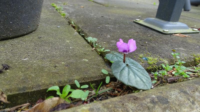 DSC01165.JPG