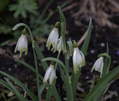 DSC_7352_DxO.jpg
