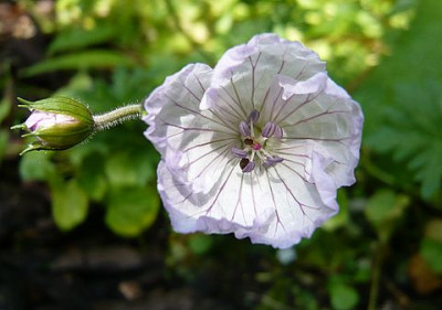 unbekanntes_Geranium_2_fars_2008.jpg