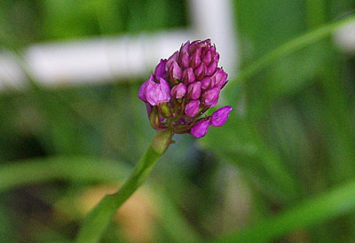 Barlia_robertina.JPG