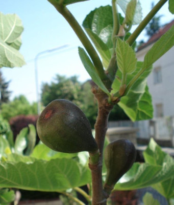FCNegronne140508__.jpg
