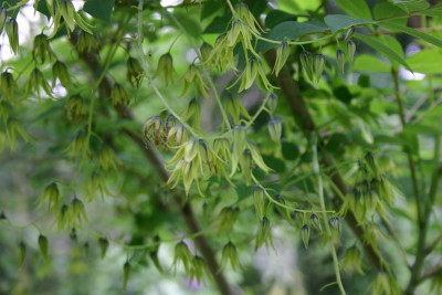 Decaisnea_fargesii__Blutenstand.JPG