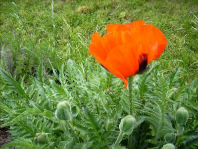 Mohn_25052008.jpg