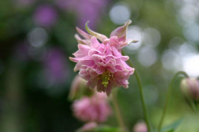 Aquilegia_unbekannt.JPG