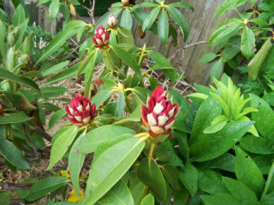 100_1215_Rhodo_Knospen___640.jpg