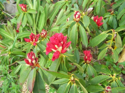 100_1216_Rhodo_Knospen_und_Blute___500.jpg
