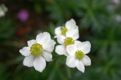 Anemone_narcissiflora.JPG