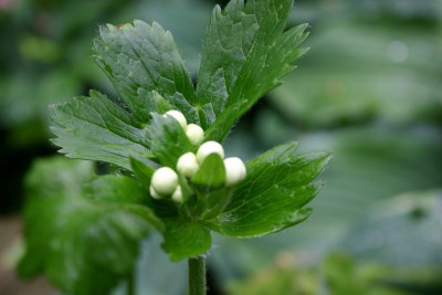 Anemone_tetrasepala.jpg