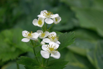 Anemone_tetrasepala_1.JPG