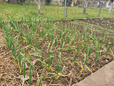 Knoblauch 20230319.jpeg