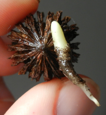 20.3. Davidia involucrata var. vilmoriniana.jpg