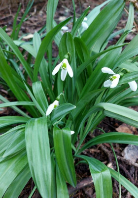 20230314_135303 Galanthus Warham.jpg