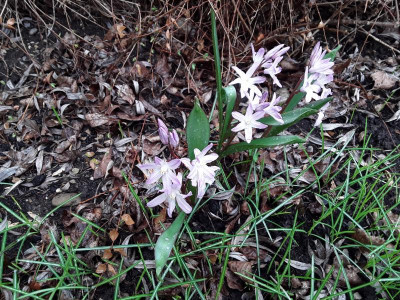 Chionodoxa.jpg