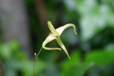 Epimedium_davidii_1.JPG