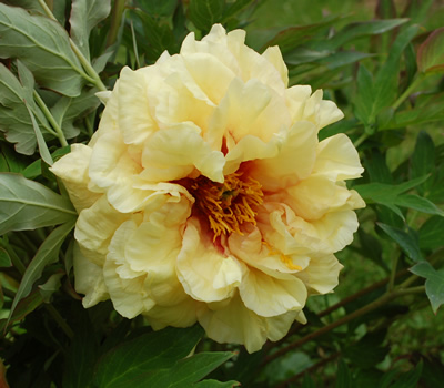 Age_of_Gold_HS_23483_92.jpg