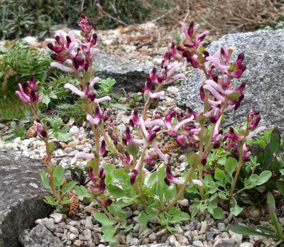 Corydalis ledebouriana 20.03.23.JPG