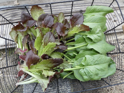 ernte_230320.jpg