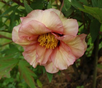 Marchioness_HS_23470_95.jpg