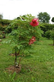 Renown_HS_23489_79.jpg