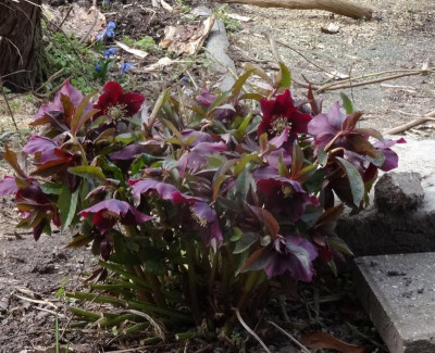 helleborus03.jpg