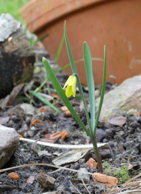 2023-03-20 Fritillaria pudica.jpg
