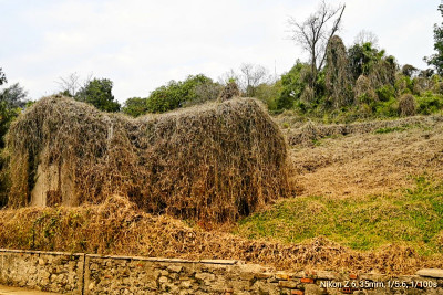 _DSC5094-01.jpeg