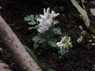 DSCN4128.JPG