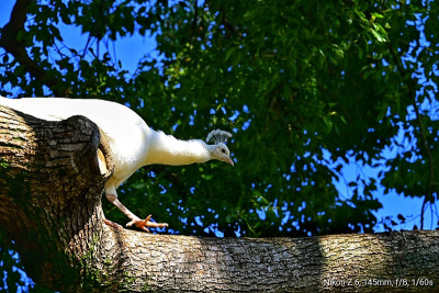 _DSC5176-01.jpeg